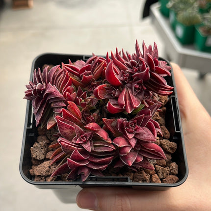 Crassula capitella subs. Thyrsiflora