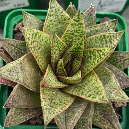 x Gasteraloe 'D Due'