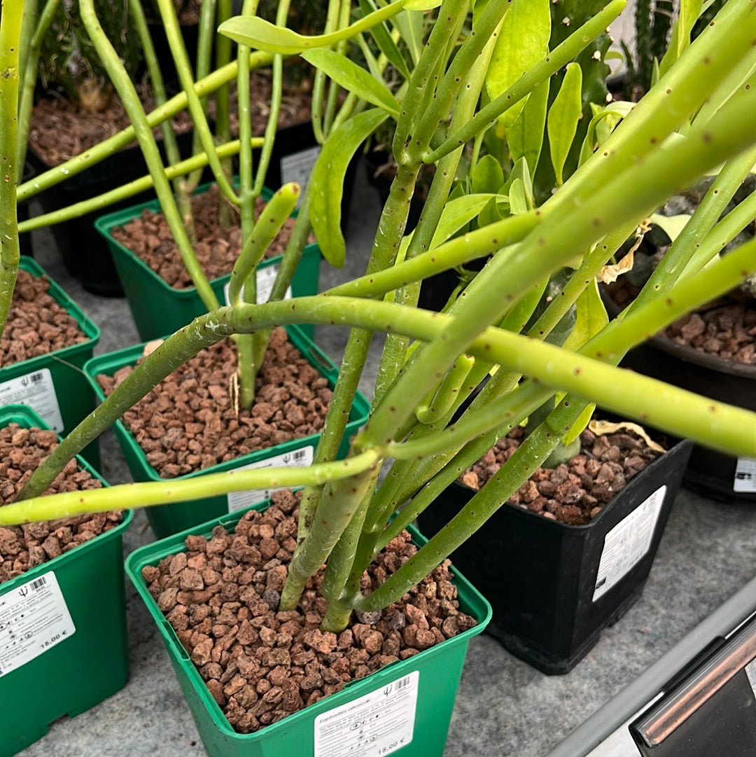 Euphorbia alluaudii