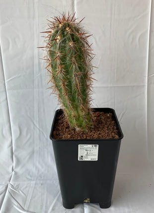 Oreocereus celsianus