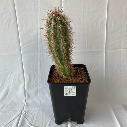 Oreocereus celsianus