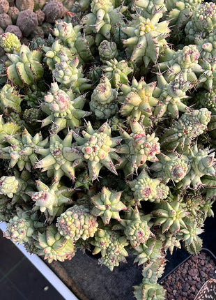 *Euphorbia horrida* f. *monstruosa*