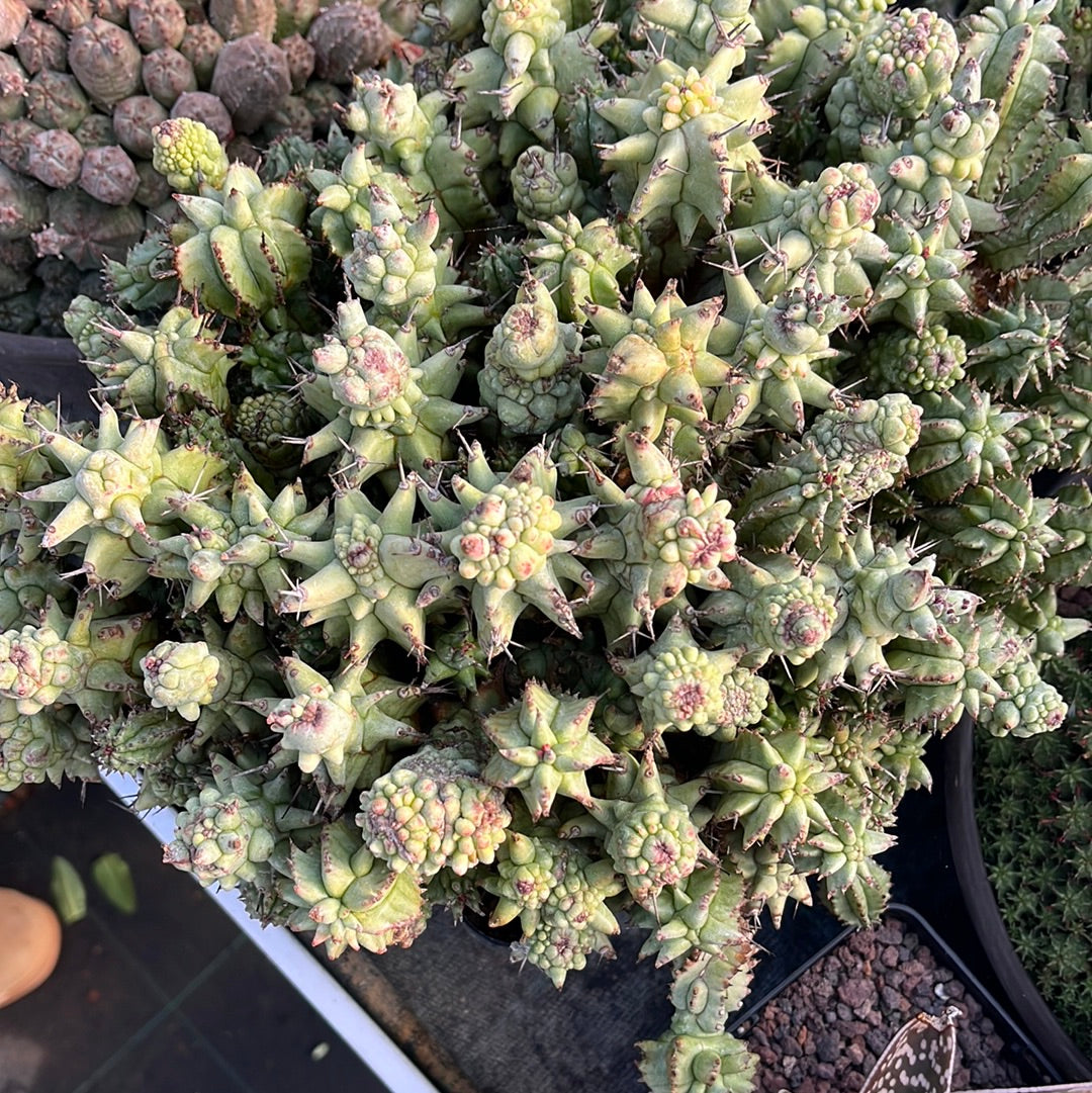 Euphorbia horrida monstruosa