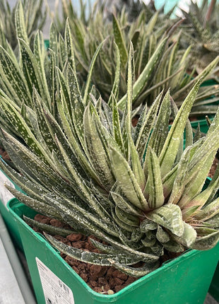 x Gasteraloe 'Doreen'