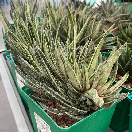 x Gasteraloe 'Doreen'