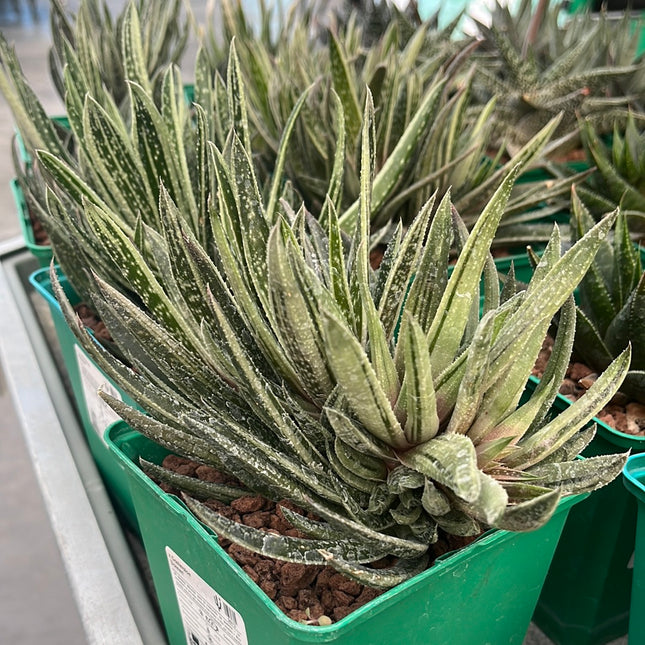 x Gasteraloe ‘Doreen’