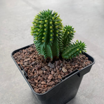 Euphorbia obesa x suzannae