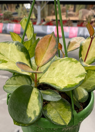 Hoya carnosa 'Tricolor'