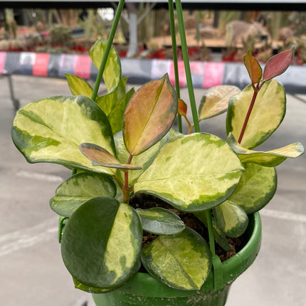 Hoya carnosa ‘Tricolor’