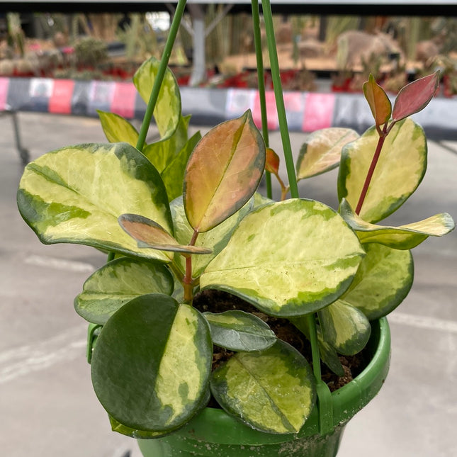 Hoya carnosa ‘Tricolor’