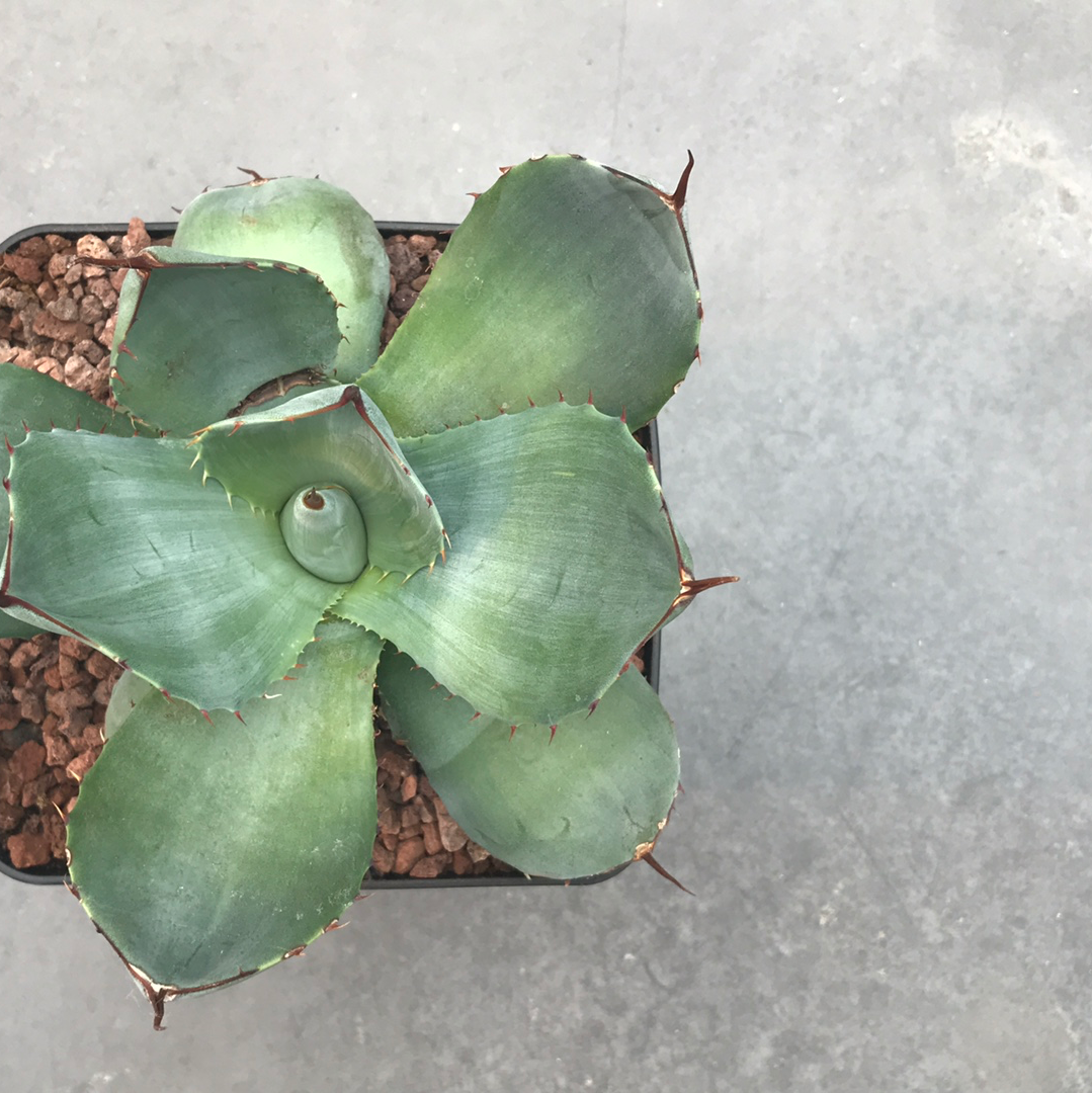 Agave parryi 'Tarrina' y 'L'