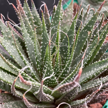 Aristaloe aristata
