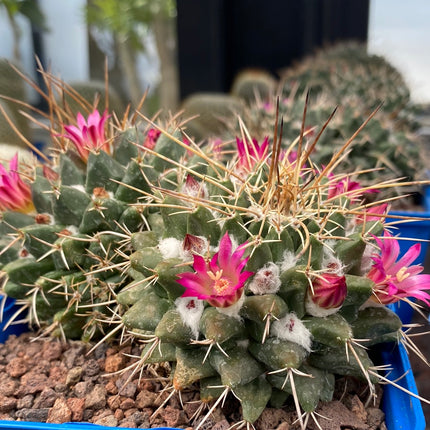Mammillaria compressa