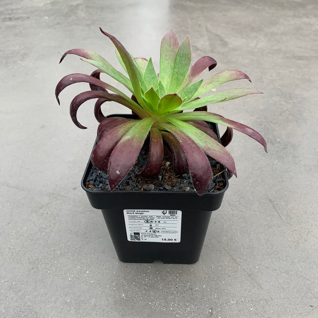 Aeonium ‘Black Magic’