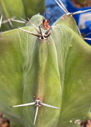 Stenocereus pruinosus