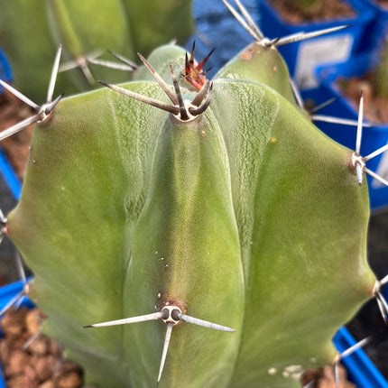 Stenocereus pruinosus