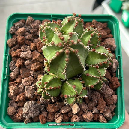 Euphorbia frankii