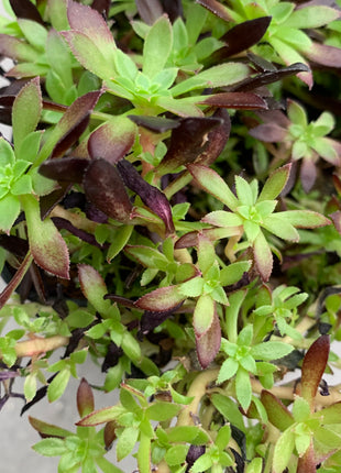 Aeonium Feuerwerkskörper „Mini“