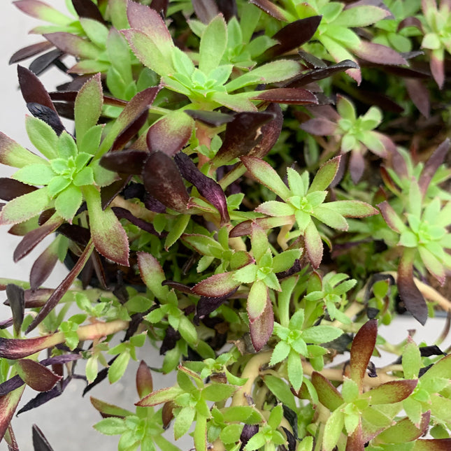 Aeonium firecracker “mini”