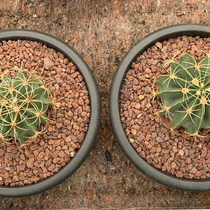 Ferocactus histrix