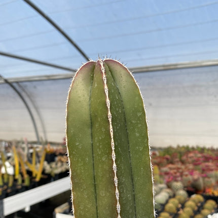 Lophocereus marginatus (Marginatocereus marginatus)