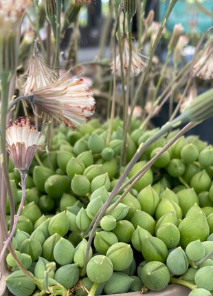 Curio rowleyanus “Rosario” (Ex. Senecio rowleyanus)