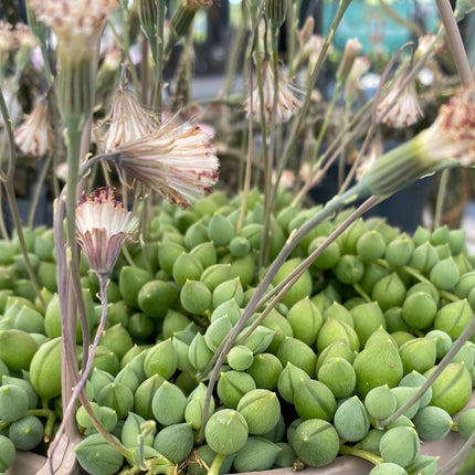 Curio rowleyanus “Rosario” (Ex. Senecio rowleyanus)