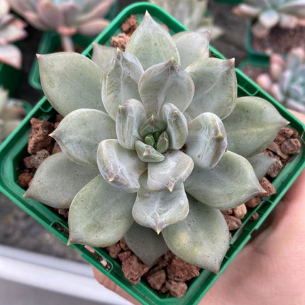 Pachyveria ‘Compassion’