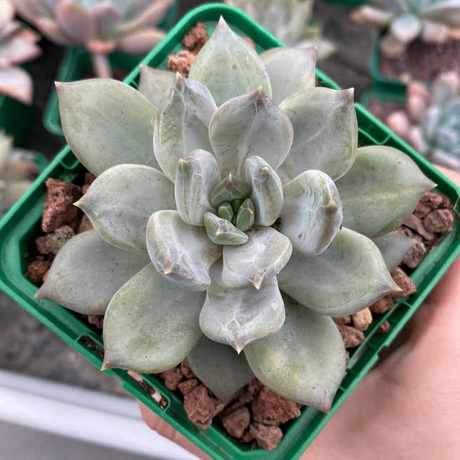 Pachyveria ‘Compassion’