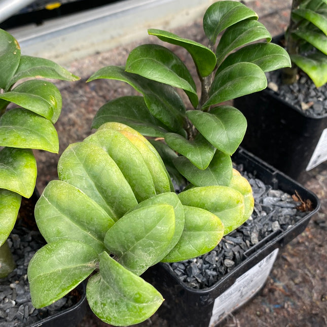 Zamioculca zamiifolia cv. Zanzibar Gem