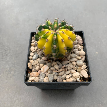 Hybrid Echinopsis f. variegate