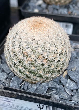 Mammillaria lasiacantha var. nackt