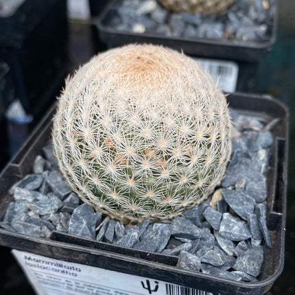 Mammillaria lasiacantha