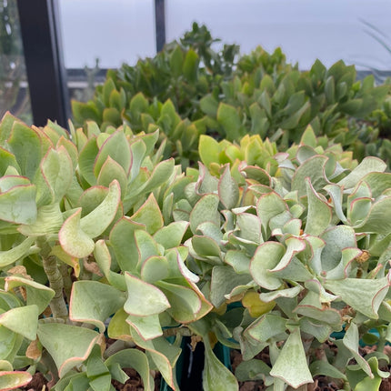 Crassula arborescens undulatifolia