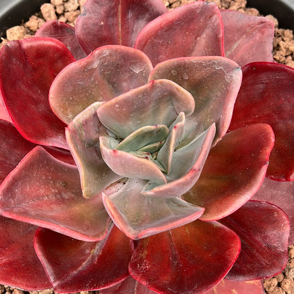 Echeveria `Goibahina´
