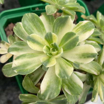 Aeonium Castello-Paivae