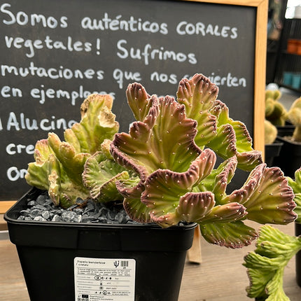 Stapelia leendertziae f. cristata