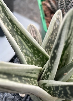 x Gasteraloe ‘Green Ice’
