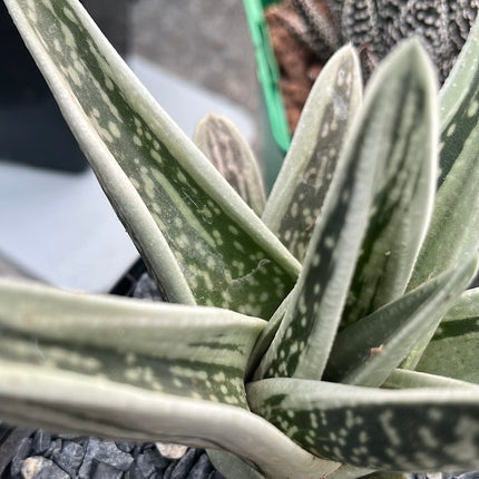 x Gasteraloe 'Green Ice'
