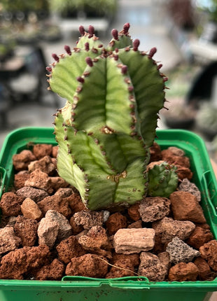 Euphorbia polygona var. anoply