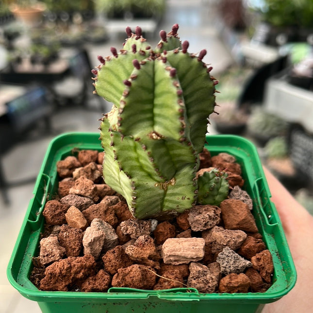 Euphorbia poligona var. anoplia