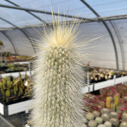 Cleistocactus strausii