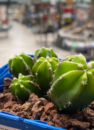 Echinocereus viereckii ‘Morricalli’