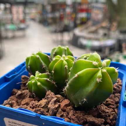 Echinocereus viereckii 'Morricalli'