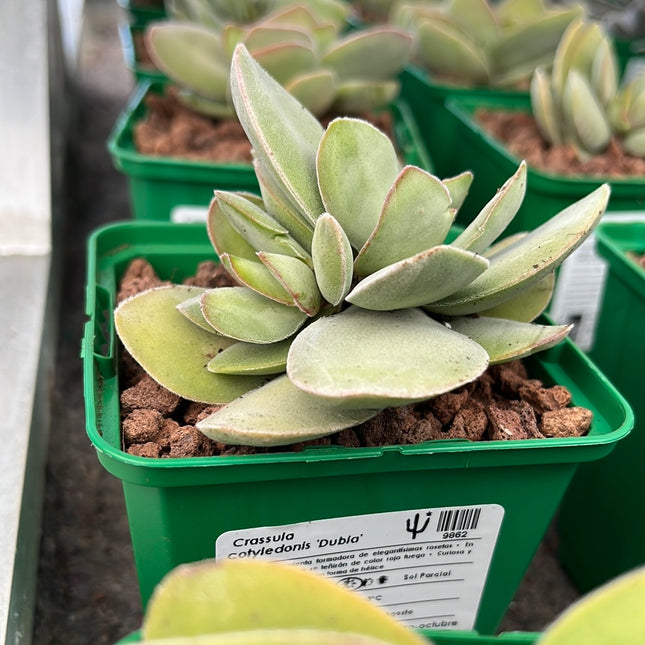 Crassula cotyledonis 'Dubia'