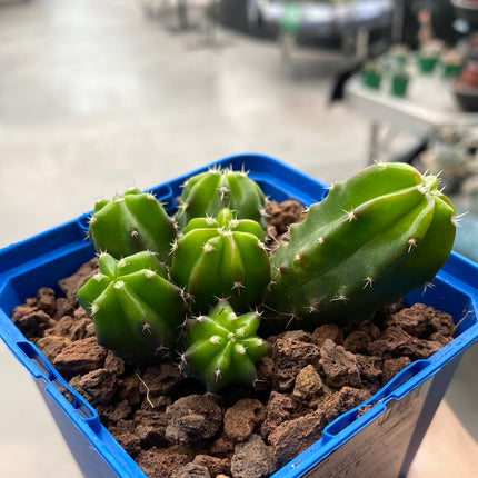 Echinocereus viereckii 'Morricalli'