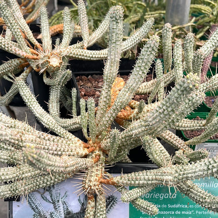 Euphorbia submammillaris variegata