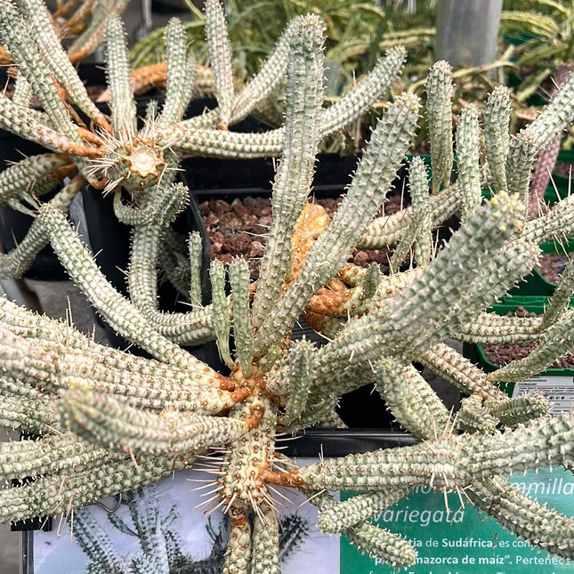 Euphorbia submammillaris variegata