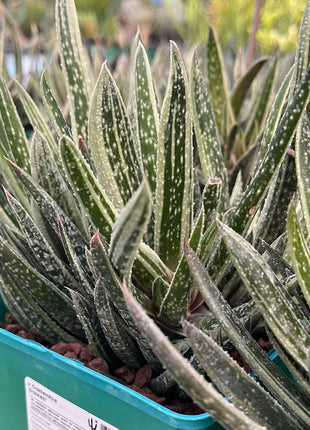 x Gasteraloe 'Doreen'