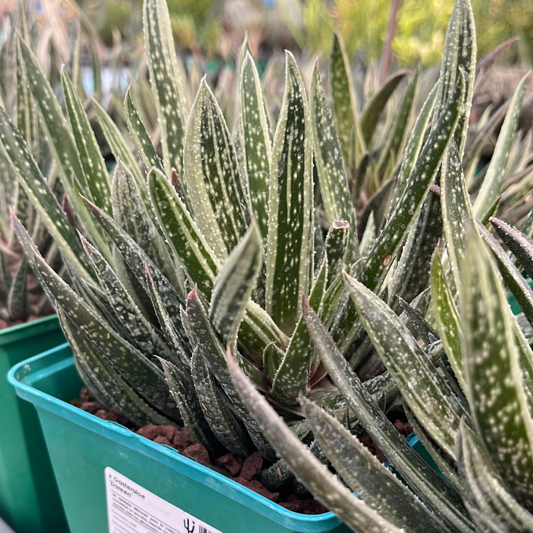 x Gasteraloe ‘Doreen’